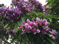 Millettia Grandis – Umzimbeet – Blume selten Samen