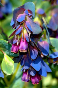 Blau Cerinthe Blumensamen zur Aussaat – Traditionssorte – ohne Gentechnik – kompakt Wuchs Garten Samen