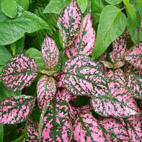 Rosa Hypoestes Polka Blumensamen zur Aussaat – Bestäuber freundlich – Traditionssorte & ohne Gentechnik Samen Hausgarten