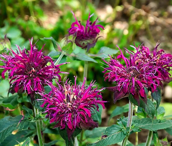 Gemischt Panorama Blumensamen zur Aussaat – duftend Blüten – Traditionssorte & ohne Gentechnik Samen Hausgarten