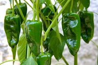 Green Poblano Gemüse Samen zum Pflanzen