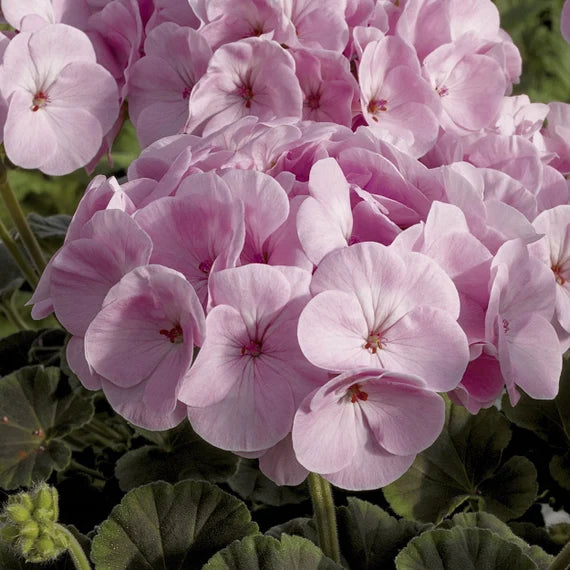 hell Rosa Geraniums Blumensamen zur Aussaat – Bestäuber freundlich – Traditionssorte & ohne Gentechnik Samen Hausgarten