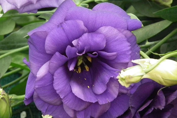 tief Blau Lisianthus (Lisianthus) Blumensamen zur Aussaat – robust Sorte – Traditionssorte & ohne Gentechnik Samen Hausgarten