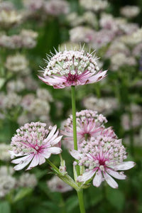 Blau Astrantia Blumensamen zur Aussaat – Bestäuber freundlich – Traditionssorte & ohne Gentechnik Samen Hausgarten