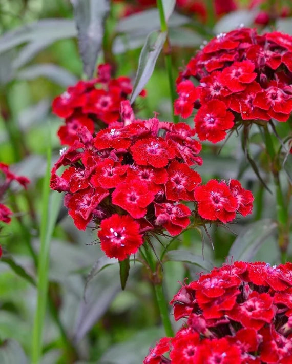 Rot William Blumensamen zur Aussaat
