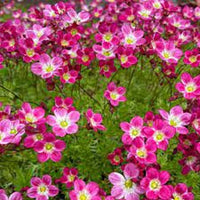 Saxifraga Moss Blumensamen zur Aussaat – ideal Rabatten – Traditionssorte & ohne Gentechnik Samen Hausgarten