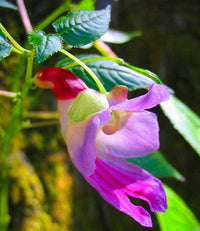 Parrot Orchidee Blumensamen zur Aussaat kompakt Wuchs Traditionssorte & ohne Gentechnik Samen Hausgarten