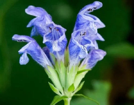 Dracocephalum Blumensamen zur Aussaat Anzucht Traditionssorte & ohne Gentechnik Samen Hausgarten