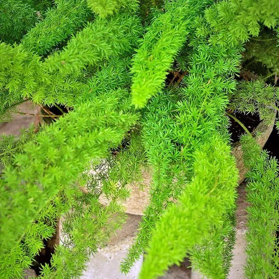 Beautifull Asparagus Meyeri Foxtail Fern Blumensamen zur Aussaat – robust Sorte – Traditionssorte & ohne Gentechnik Samen Hausgarten