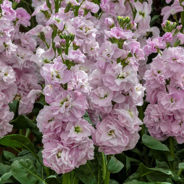 hell Rosa Levkoje Blumensamen zur Aussaat – farbenfroh Schau – Traditionssorte & ohne Gentechnik Samen Hausgarten