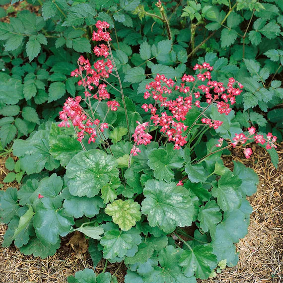 Rosa Heuchera Blumensamen zur Aussaat – saisonal Dauerblüher – Traditionssorte & ohne Gentechnik Samen Hausgarten