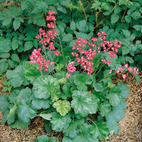 Rosa Heuchera Blumensamen zur Aussaat – saisonal Dauerblüher – Traditionssorte & ohne Gentechnik Samen Hausgarten