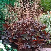 Lila coral bell blume samen for anpflanzung - seasonal bloomer, heirloom & gmo free samen for home garten
 
 sale samen for anpflanzung in home garten