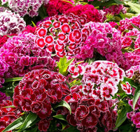 Nelke Barbatus Blumensamen zur Aussaat – farbenfroh Schau Traditionssorte & ohne Gentechnik Samen Hausgarten
