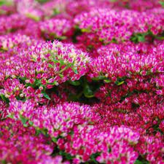 Sedum Emperors Blumensamen zur Aussaat – duftend Blüten – Traditionssorte & ohne Gentechnik Samen Hausgarten