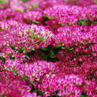 Sedum Emperors Blumensamen zur Aussaat – duftend Blüten – Traditionssorte & ohne Gentechnik Samen Hausgarten