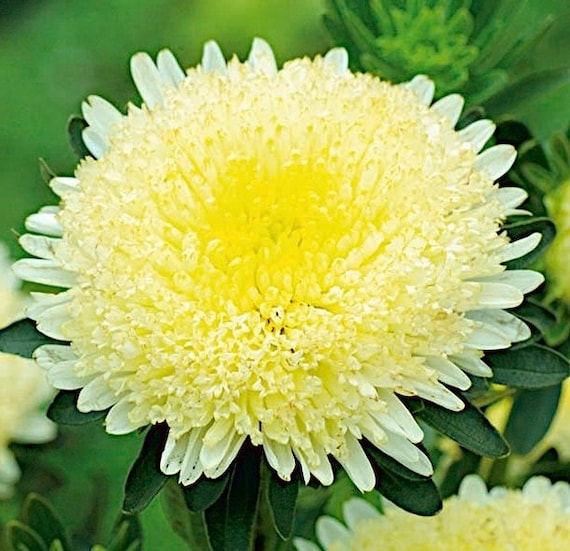 Gelb Chinese Aster Blumensamen leuchtend Gelb Blüten