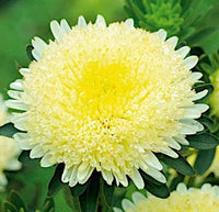 Gelb Chinese Aster Blumensamen leuchtend Gelb Blüten