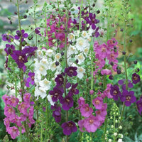 Gemischt Verbascum Blumensamen zur Aussaat – Wildblume Mischung – Traditionssorte & ohne Gentechnik Samen Hausgarten