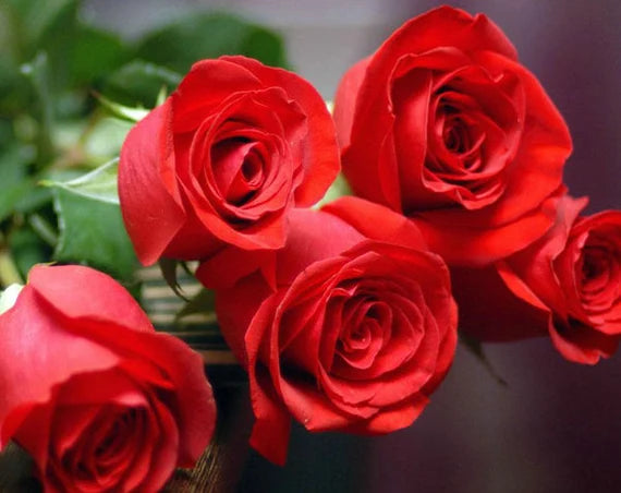 Rot Rose Blumensamen zur Aussaat – Traditionssorte ohne Gentechnik Keimung biologisch Garten Samen Haus Gärten