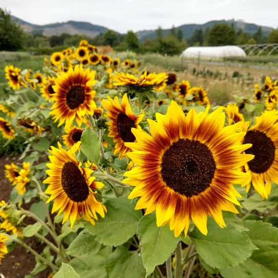 Orange Sonnenblume Samen zur Aussaat