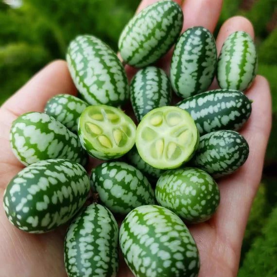 Semi di cucamelon facili da piantare
