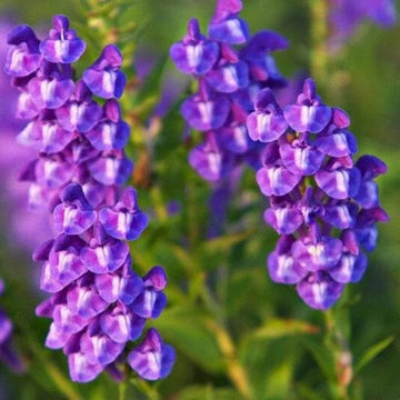 Chinese skullcap blume samen for anpflanzung - garten favorite, heirloom & gmo free samen for home garten
 
 sale samen for home garten