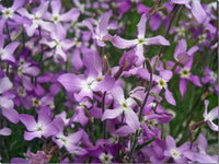 Levkoje Bicornis Blumensamen zur Aussaat – kompakt Wuchs – Traditionssorte & ohne Gentechnik Samen Hausgarten