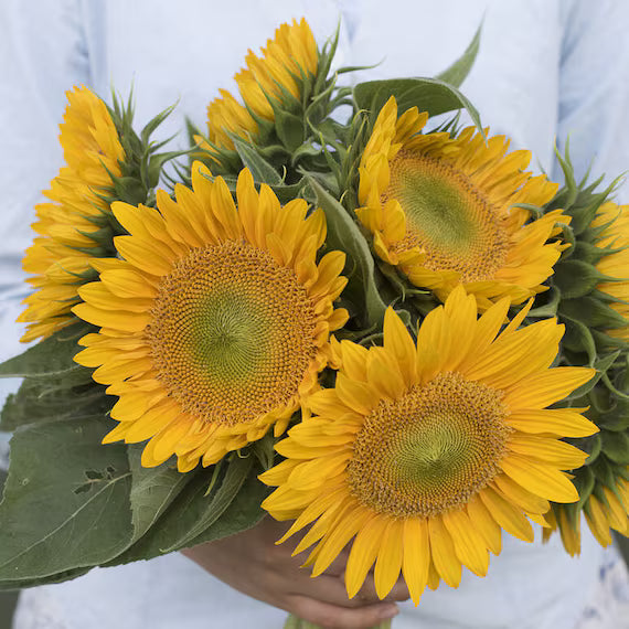Sunrich Gold Sonnenblume Samen zur Aussaat Garten beliebt Traditionssorte & ohne Gentechnik Samen Hausgarten