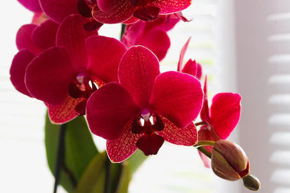 tief Rot Schmetterlingsorchidee Orchidee Blumensamen zur Aussaat hochwertige Qualitäts- Traditionssorte & ohne Gentechnik Samen Hausgarten