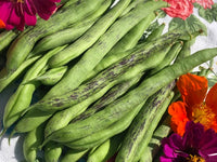 Green Schwarz Rattlesnake Bean Samen zum Pflanzen