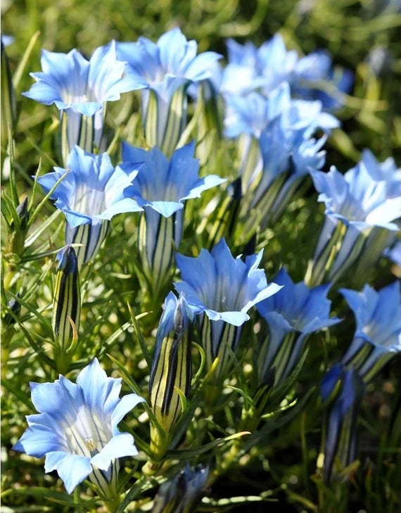 Blau Weiß Gentian Blumensamen zur Aussaat – sonnenliebend – Traditionssorte & ohne Gentechnik Samen Hausgarten