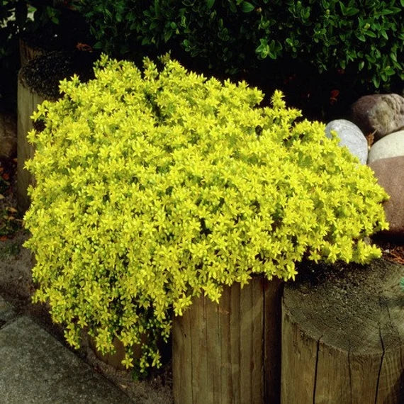 Grün Cascade Blumensamen zur Aussaat ideal Rabatten Traditionssorte & ohne Gentechnik Samen Hausgarten