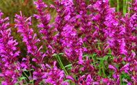 Agastache Cana Blumensamen zur Aussaat – Drought verträglich – Traditionssorte & ohne Gentechnik Samen Hausgarten