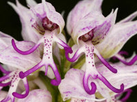 Weiß Man Orchidee Blumensamen zur Aussaat – pflegeleicht – Traditionssorte & ohne Gentechnik Samen Hausgarten