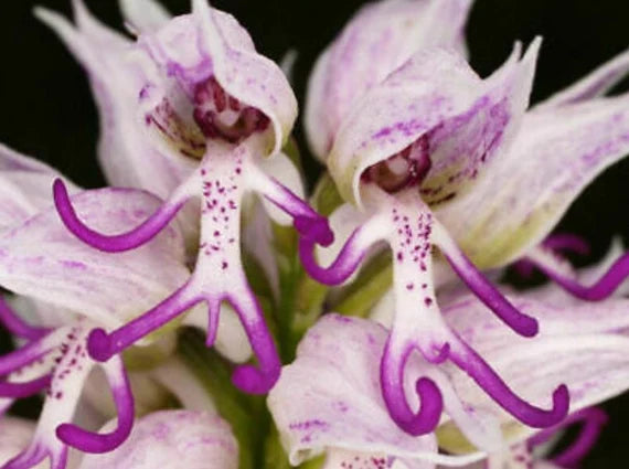Naked Man Orchidee Samen zur Aussaat – einzigartig blühend Pflanzensamen