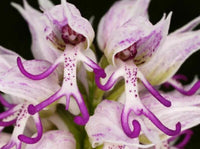 Naked Man Orchidee Samen zur Aussaat – einzigartig blühend Pflanzensamen