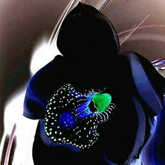 Schwarz Schmetterlingsorchidee Orchidee Samen ideal Rabatten Traditionssorte & ohne Gentechnik Samen Hausgarten