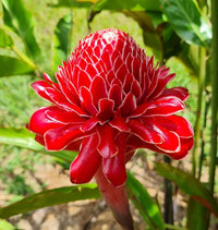 Rot Torch Ginger Blumensamen zur Aussaat – hochwertige Qualitäts- – Traditionssorte & ohne Gentechnik Samen Hausgarten