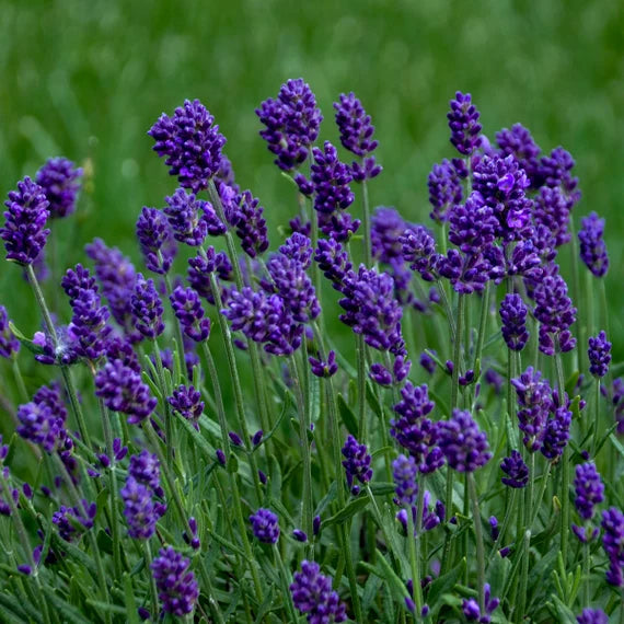Lila mehrjährig Blumensamen zur Aussaat farbenfroh Schau Traditionssorte & ohne Gentechnik Samen Hausgarten