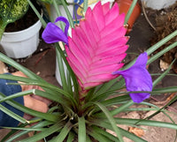 Bromeliad Tillandsia Blumensamen zur Aussaat – lang Blüte Saison – Traditionssorte & ohne Gentechnik Samen Hausgarten