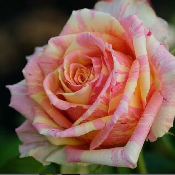 Creme Rosa Xanthina Blumensamen zur Aussaat Wildblume Mischung Traditionssorte & ohne Gentechnik Samen Hausgarten