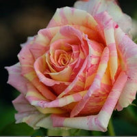 Creme Rosa Xanthina Blumensamen zur Aussaat Wildblume Mischung Traditionssorte & ohne Gentechnik Samen Hausgarten