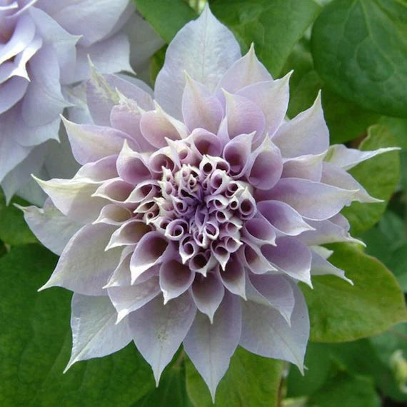 Semi di clematide viola e bianca da seminare, fioritura prolungata per tutta la stagione, varietà tradizionale e senza OGM, semi per giardino domestico