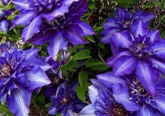 dunkel Blau Waldrebe Blumensamen zur Aussaat Traditionssorte ohne Gentechnik lang Blüte biologisch Garten Samen