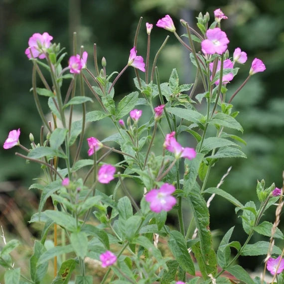 Epilobium Parviflorum Blumensamen zur Aussaat – saisonal Dauerblüher – Traditionssorte & ohne Gentechnik Samen Hausgarten