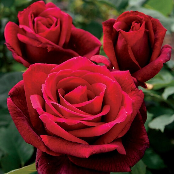 Full Rot Rose Blumensamen zur Aussaat – lang Blüte Saison – Traditionssorte & ohne Gentechnik Samen Hausgarten