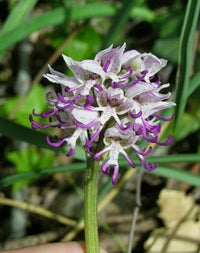 Naked Man Orchidee Blumensamen zur Aussaat – farbenfroh Schau – Traditionssorte & ohne Gentechnik Samen Hausgarten