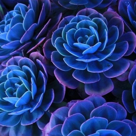 Blau Lila Succulent Blumensamen – lang Blüte Saison Traditionssorte & ohne Gentechnik Samen Hausgarten