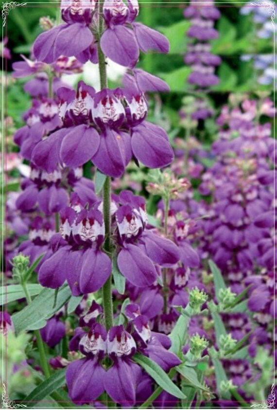 Lila Heterophylla Blumensamen zur Aussaat Wildblume Mischung Traditionssorte & ohne Gentechnik Samen Hausgarten